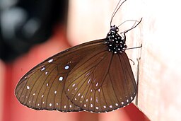 Euploea midamus