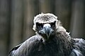 Eurasian Black Vulture Zoo Praha detail.jpg