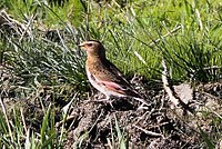 Eurasian Crimson-winged Finch (Rhodopechys sanguineus) (8079442510).jpg