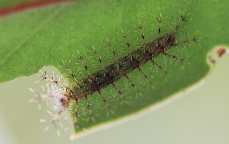 File:Euthalia lubentina caterpillar.JPG