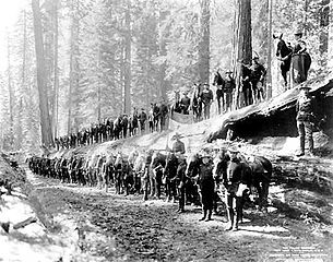 6th Cavalry Regiment next to fallen sequoia, 1899