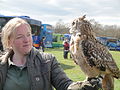 A falconry display taking place at Havenstreet railway station, Isle of Wight, for the Bustival 2012 event, held by Southern Vectis. The falconry display was put on by Haven Falconry who also attended the event allowing visitors to hold the birds.