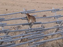 Mladá puma, která se zachránila před dotírajícím kojoty tím, že vyšplhala na dřevěný ohradník