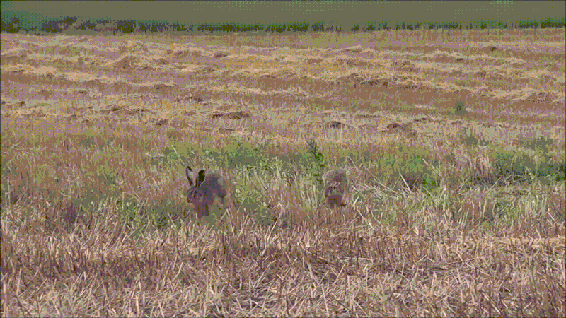 File:Feldhasen jagen einander.gif