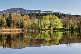 Feldkirchen Dietrichstein Dietrichsteiner See Nord-Ufer 19042018 2973