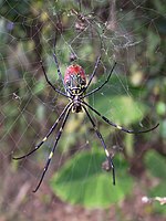 Female Nephila clavata (ventral)