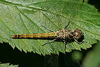 ♀ Sympetrum vulgatum