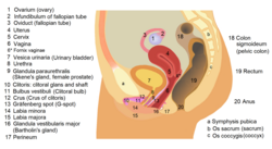 Female reproductive system lateral 1.png