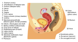 Female reproductive system lateral 1.png