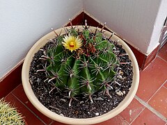 Ferocactus Herrerae.jpg