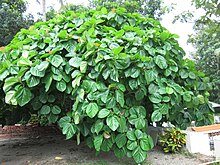 Ficus auriculata.jpg