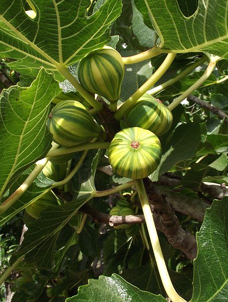 File:Ficus carica 'Panache'.jpg