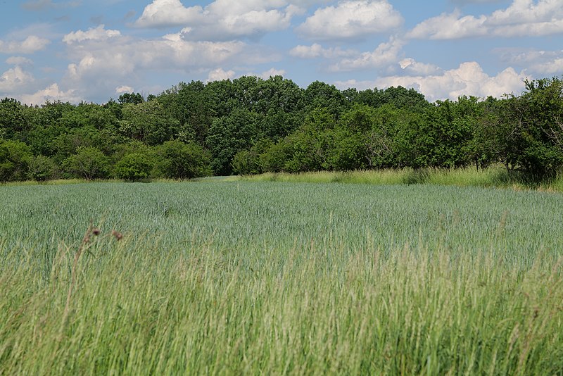 File:Field in Werder north of A 10 2022-05-25 10.jpg