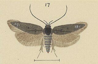 <i>Gymnobathra origenes</i> Species of moth