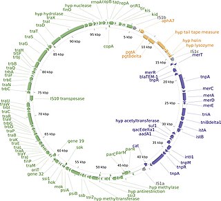 <span class="mw-page-title-main">R1 plasmid</span> Bacterial plasmid