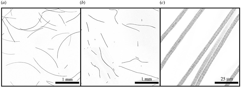 File:Filamentous cyanobacteria under confocal fluorescence imaging.jpg