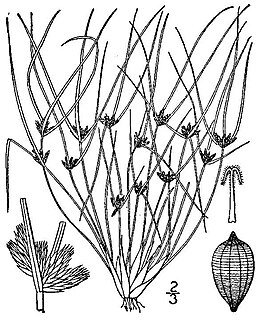<i>Fimbristylis vahlii</i> Species of grass-like plant