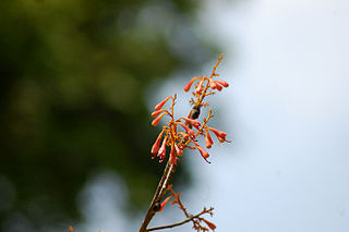 <i>Sterculia colorata</i> Species of tree