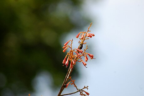 Firmiana colorata