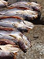 Fish Drying in Garden - Cham Muslim Village - Tonle Bet Commune - Kampong Cham - Cambodia (48345352961).jpg