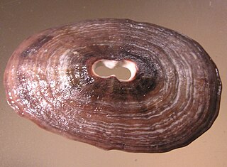 <i>Fissurella crassa</i> Species of gastropod