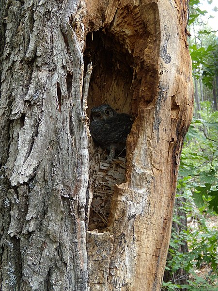 File:Flammulated owl (5416194477).jpg