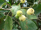 fruits