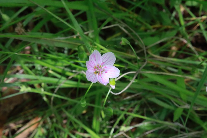 File:Flowers of Upper Rock Creek 2021a.jpg