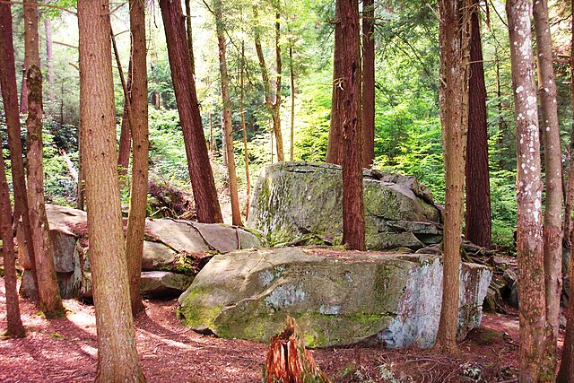 Forest in Swallow Falls State Park