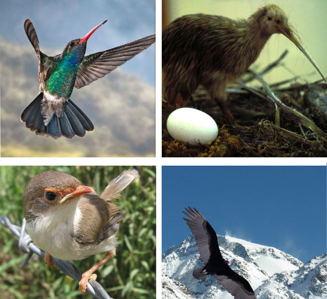 File:Four various birds made 2011.jpg