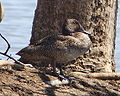 Freckled Duck female.jpg