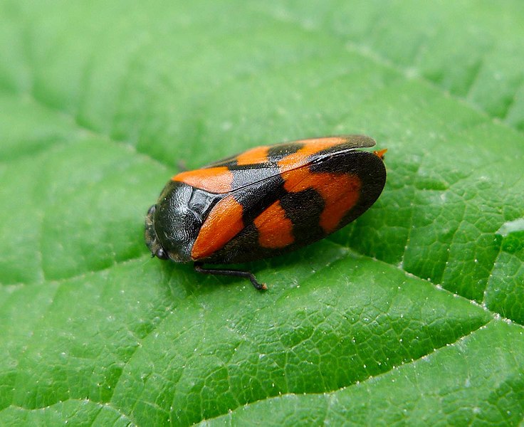 File:Froghopper. Cercopis vulnerata - Flickr - gailhampshire.jpg