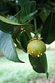 Jeune mangoustan d'où perlent des gouttes de latex jaune