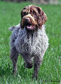 Wirehaired Pointing Griffon Dog breed