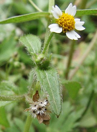 <i>Galinsoga quadriradiata</i> Species of flowering plant