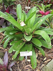 colour photograph of Wittrockia cyathiformis - a large leafy shrub