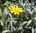 Gazania rigens var. leucolaena (DC.) Roessler.