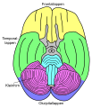 Deutsch: Basalansicht eines menschlichen Gehirns, Lobi beschriftet. English: Basal view of a human brain, lobi labeled.