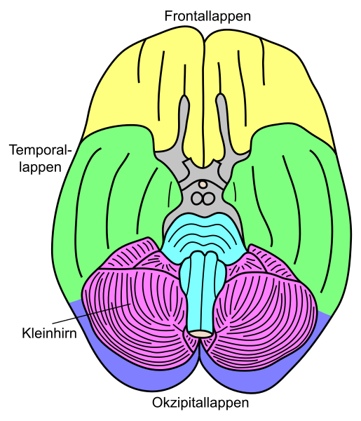 File:Gehirn, basal - Lobi deu.svg