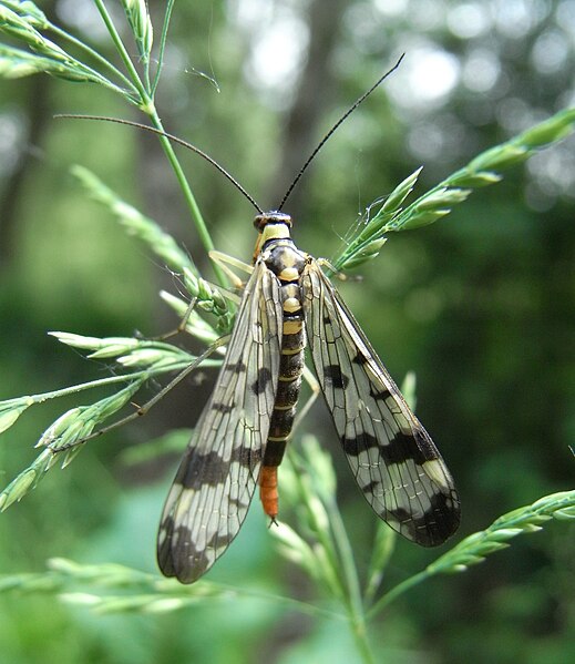 File:Gemeine Skorpionsfliege weibl.jpg