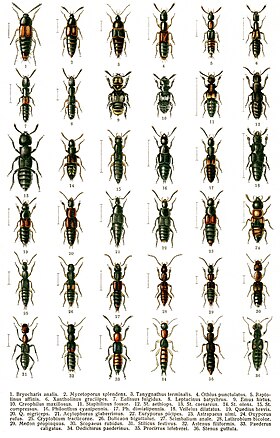 Georgiy Jacobson - Beetles Russia and Western Europe - plate 14.jpg