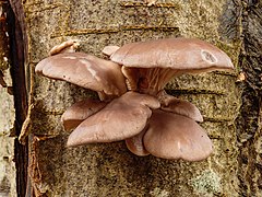 Gewone oesterzwam (Pleurotus ostreatus) 31-12-2020 (d.j.b.) 01.jpg