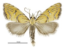 Glaucocharis auriscriptella male.jpg