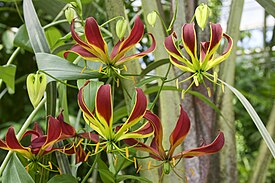 Gloriosa luksus