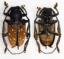 Gnathoenia albomaculata (16101879779) .jpg