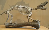 Fossilized skeleton of the Middle Jurassic-Late Cretaceous mammal Gobiconodon Gobiconodon ostromi.JPG