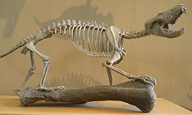 Esqueleto de Gobiconodon ostromi