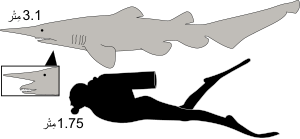 Goblin shark size-ar.svg