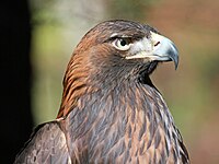 Eagle, Golden Aquila chrysaetos