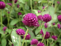 Gomphrena globosa